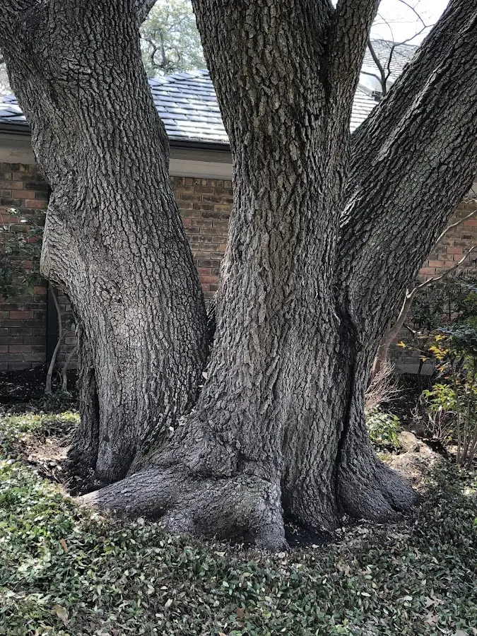 Mature heritage tree close to a Black River Falls property cared for by certified arborists